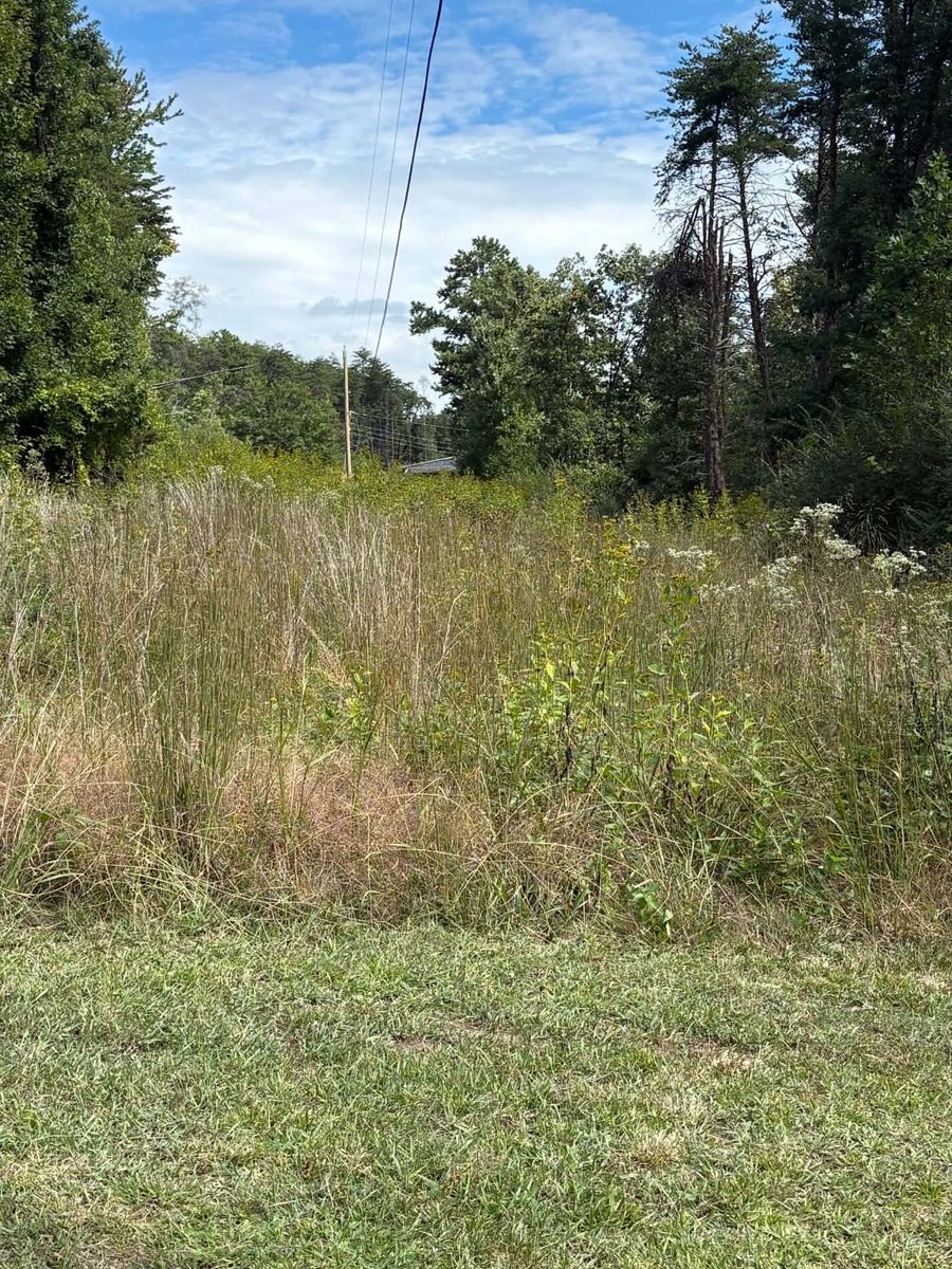 Overhead power lines cross a field of tall grass and weeds bordered by trees.